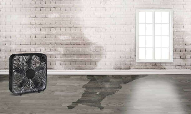 Best Basement water damage restoration  in Second Mesa, AZ